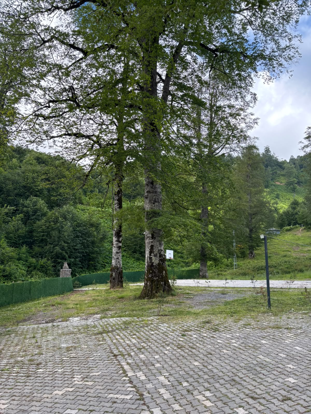 Tall beech trees rising from a stone-paved court with a basketball hoop, a forested hillside rising behind.